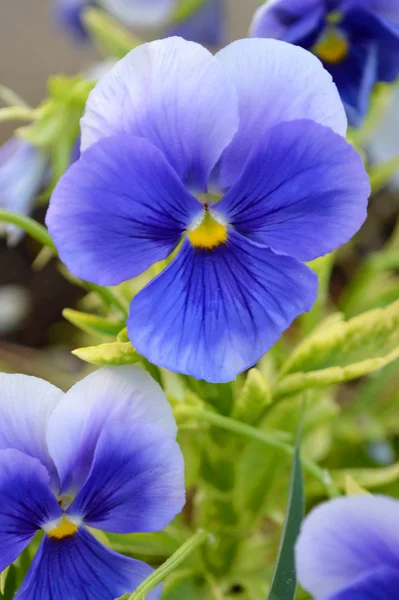 Violets flowers pansies — Stock Photo, Image