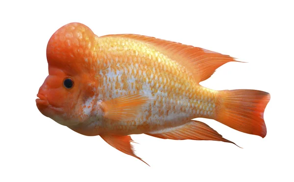 Cichlid exotische vissen — Stockfoto