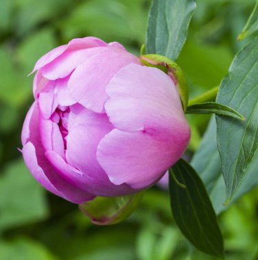 Pembe şakayık çiçeği