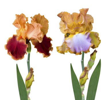 Sarı süsen çiçekler