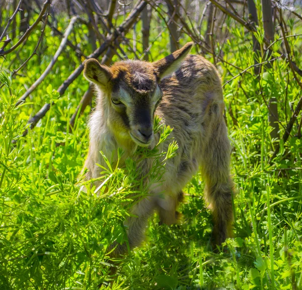 Goat kid on green meadow — Stock Photo, Image