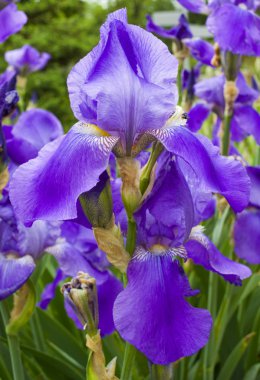 Mor süsen çiçekler