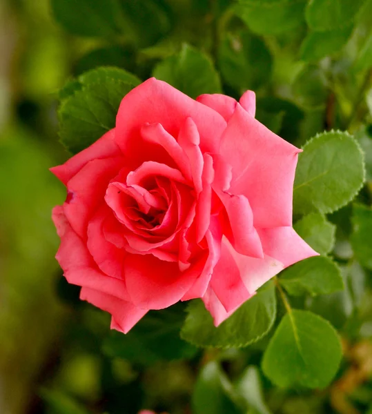 Spring rose flower — Stock Photo, Image