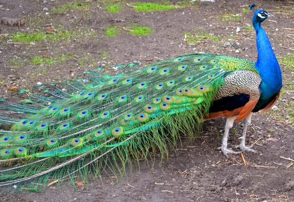 Peacock with beautiful tail — Stock Photo, Image