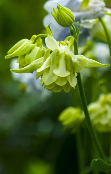 Green blooming flowers — Stock Photo, Image
