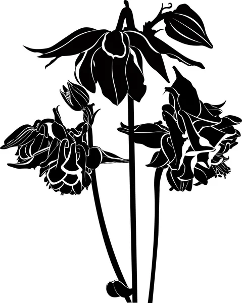 Silhuett av Akleja blommor — Stock vektor
