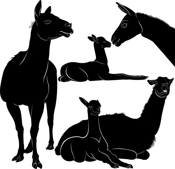 Lama silhouette on white — Stock Vector