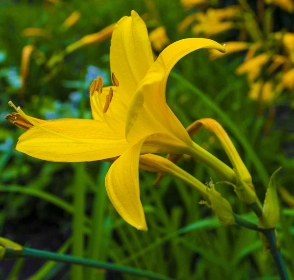 Gelbe Lilienblüte — Stockfoto