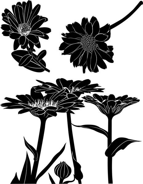 Silhouet van calendula bloemen — Stockvector