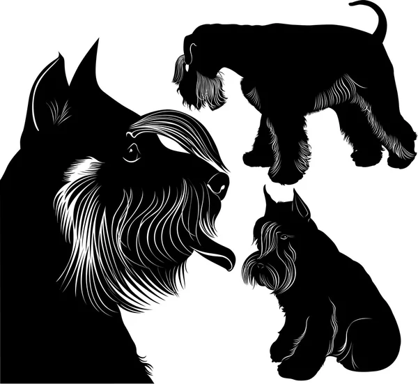 Zwergschnauzerhunde — Stockvektor