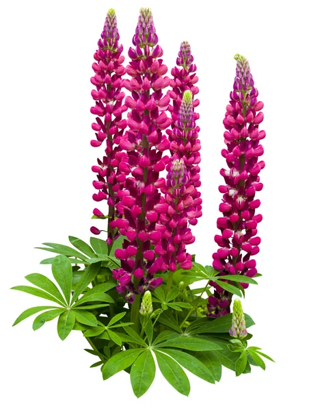 Lupine flowers isolated — Stock Photo, Image