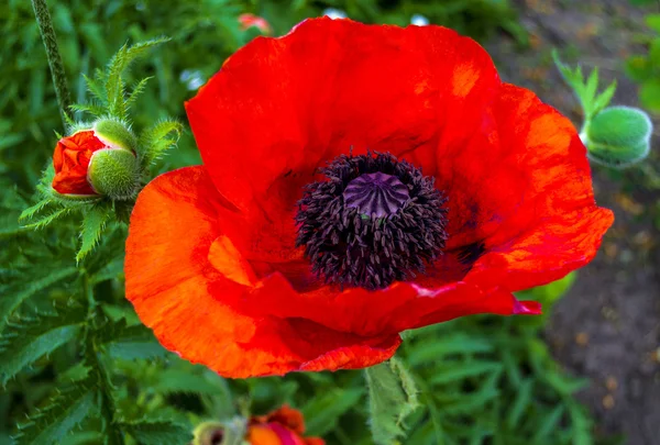 Fleur de pavot gros plan — Photo