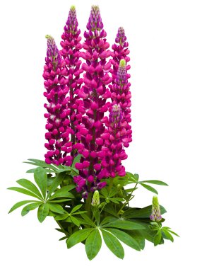 Acı bakla çiçek izole