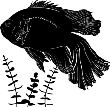 İzole Astronotus balık