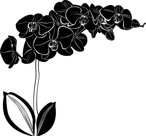 Ορχιδέα λουλούδι απομονωθεί — Διανυσματικό Αρχείο