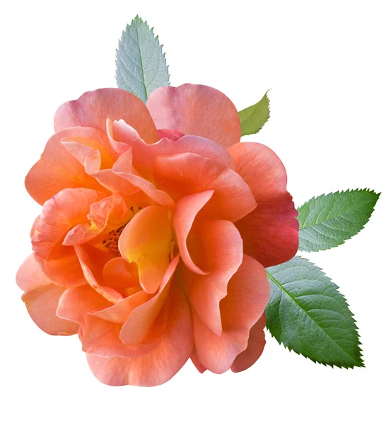 Rose orange isolée — Photo