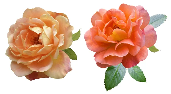 Orangen Rosen isoliert — Stockfoto