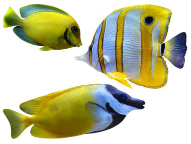 Marine aquarium fishes clipart