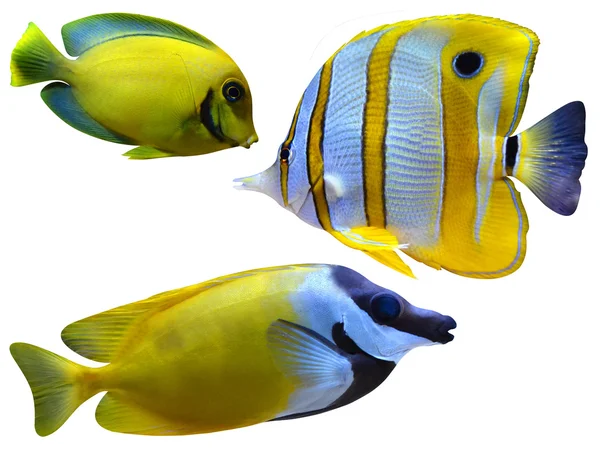 Marine aquarium fishes — Stock Photo, Image