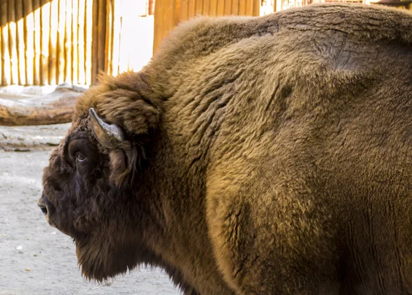 Cabeza de bisonte marrón — Foto de Stock