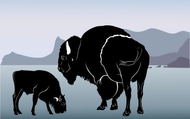 Olgun bison ve buzağı