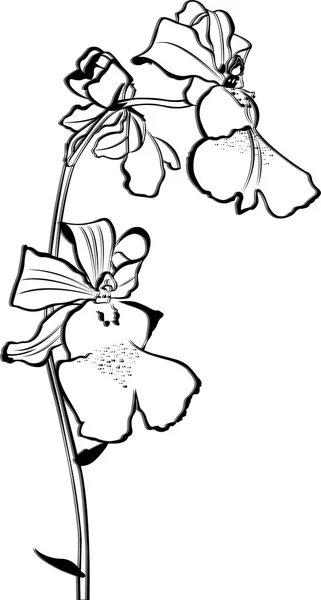 Orchidea kwiat na białym tle — Wektor stockowy