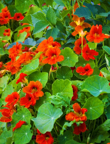 Nasturtium fllowers in the garden — Stock Photo, Image