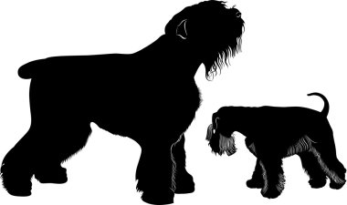 Minyatür schnauzer ve siyah terrier