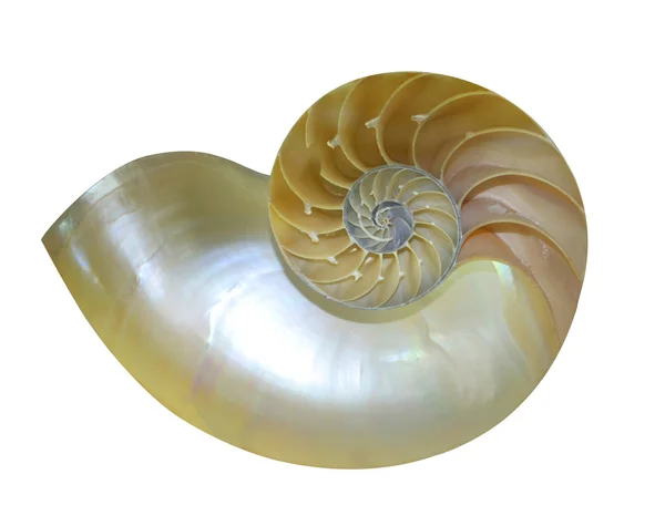 Sezione guscio di Nautilus — Foto Stock