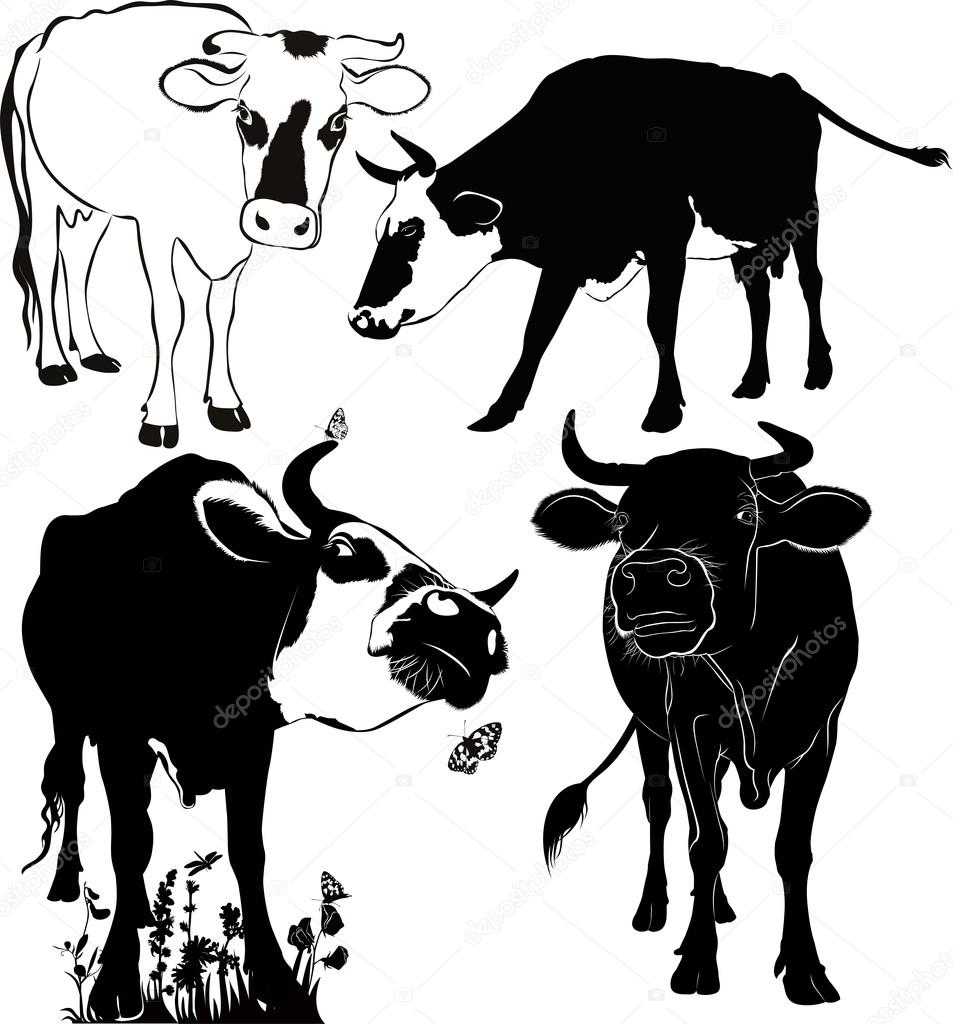 Illustration of cows on white