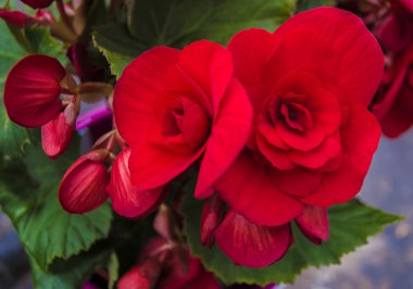 Begonia çiçek çiçeklenme