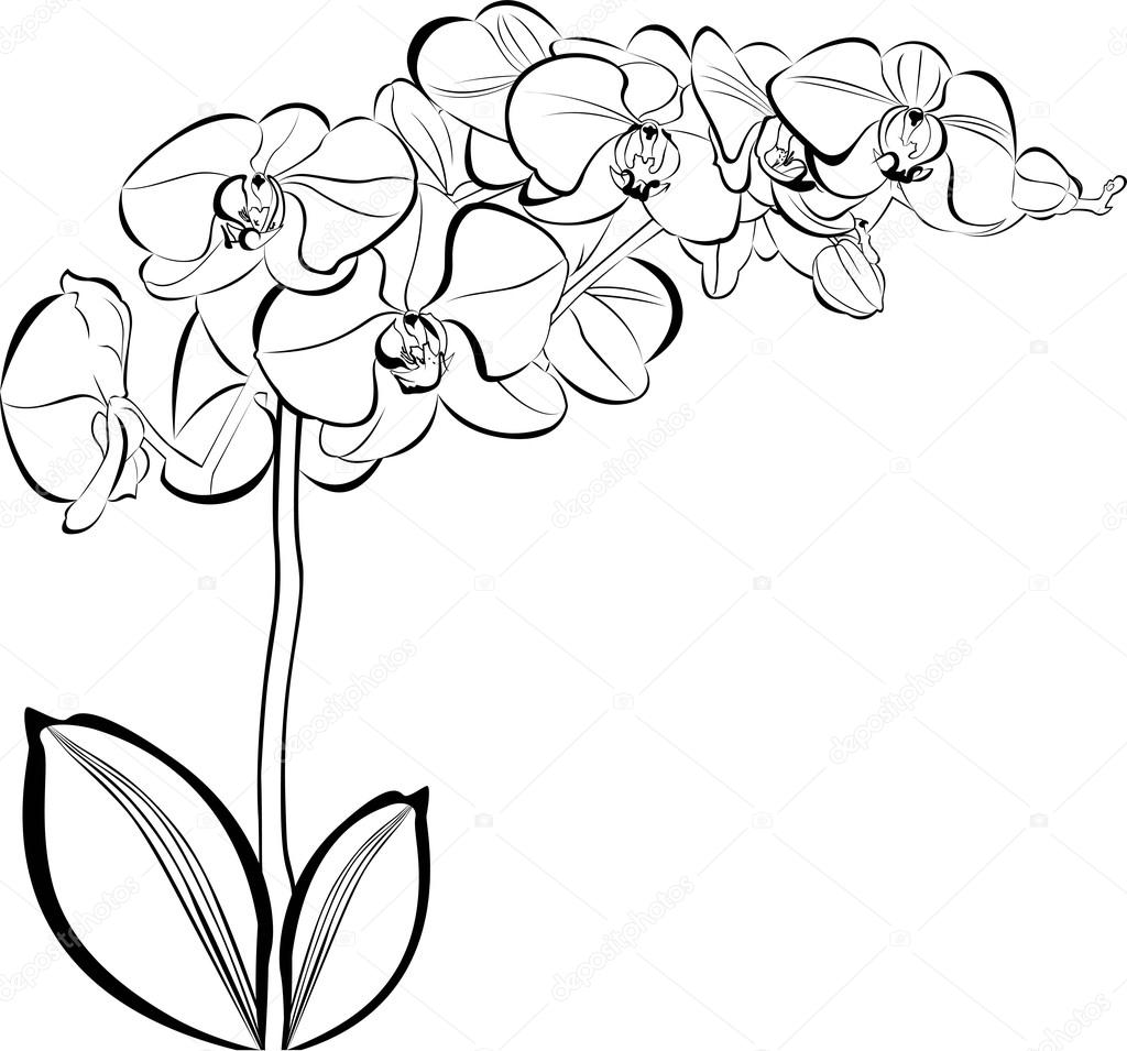 Орхидея в горшке рисунок вектор