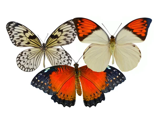 Drei bunte Schmetterlinge — Stockfoto