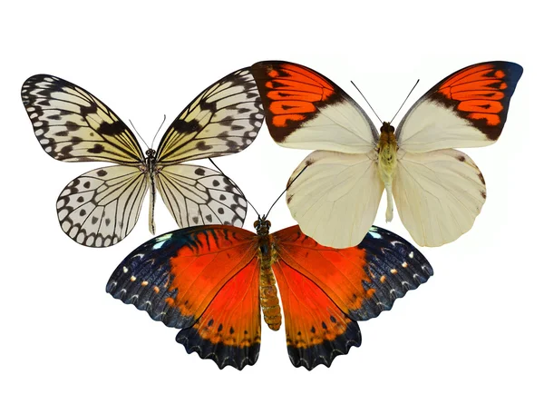 Tres mariposas coloridas —  Fotos de Stock