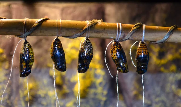 Butterfly cocoons hanging on stick — Stock Photo, Image