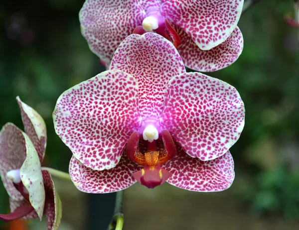 Pink Orchid flowers — Stock Photo, Image
