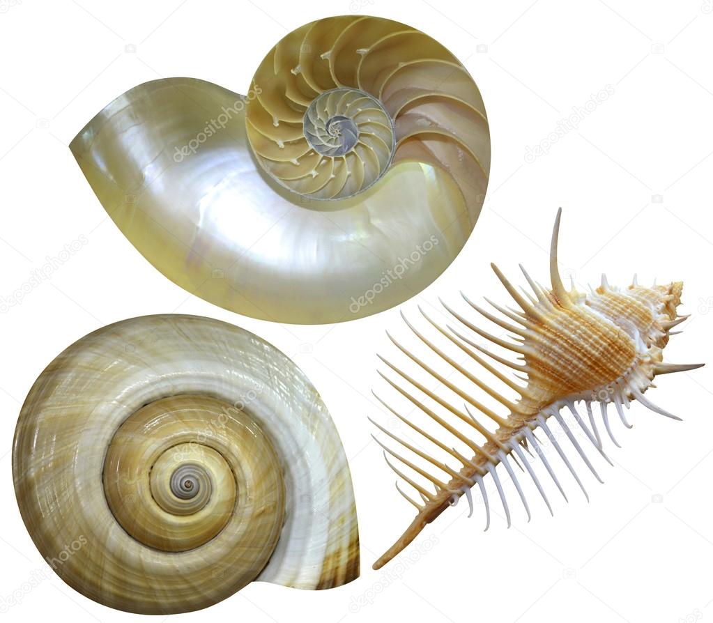 Three snail shells