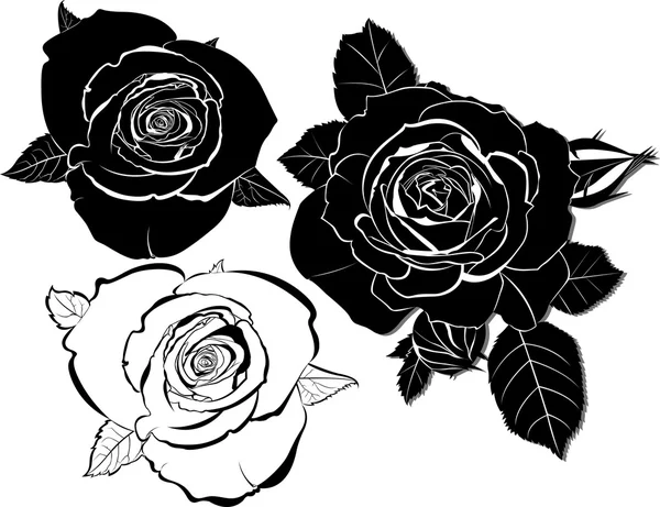 Flores de rosas de flor — Vector de stock