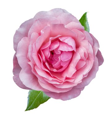 Beautifil pembe Gül