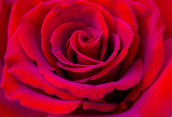 Schöne rote Rose — Stockfoto