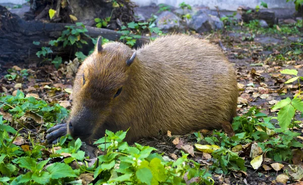 Stor Capybara på naturen - Stock-foto