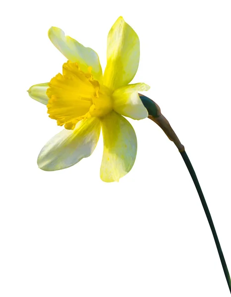 Νάρκισσους κίτρινο λουλούδι — Φωτογραφία Αρχείου