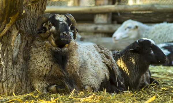 Närbild av ram och fåren — Stockfoto