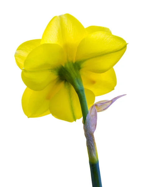 Bellissimo narciso giallo — Foto Stock