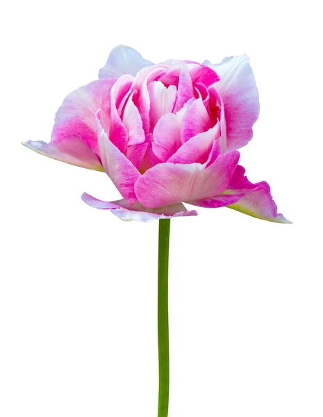 Primo piano del tulipano rosa — Foto Stock