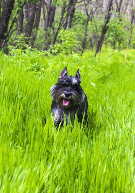 Şirin minyatür schnauzer köpek