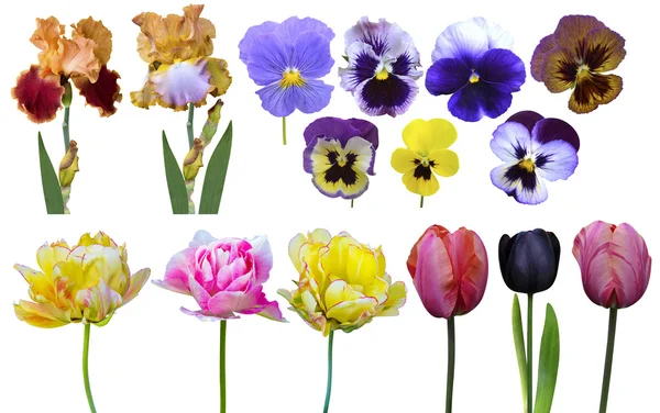 Schöne Tulpen, Schwertlilien, Stiefmütterchen — Stockfoto