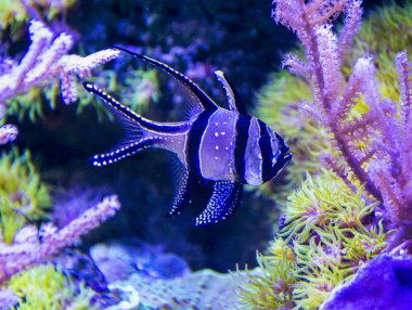 Banggai Kardinaller bir akvaryum
