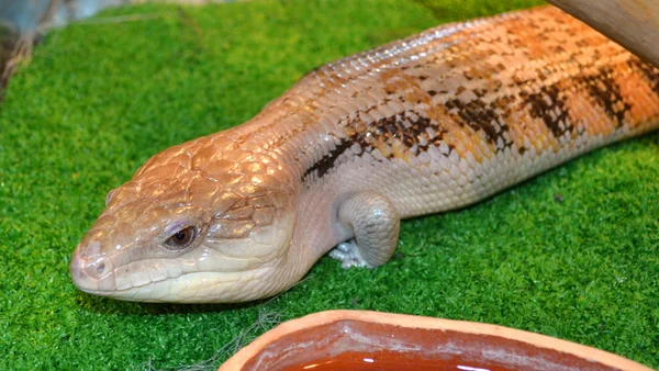 Lindo lagarto en terrario — Foto de Stock