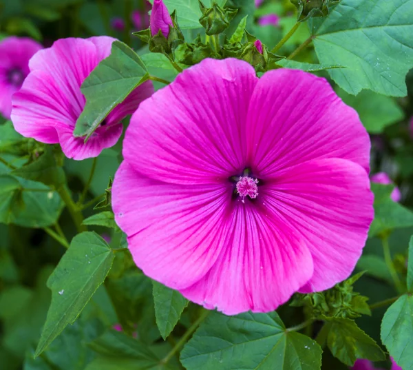 Violette Malvenblüte — Stockfoto